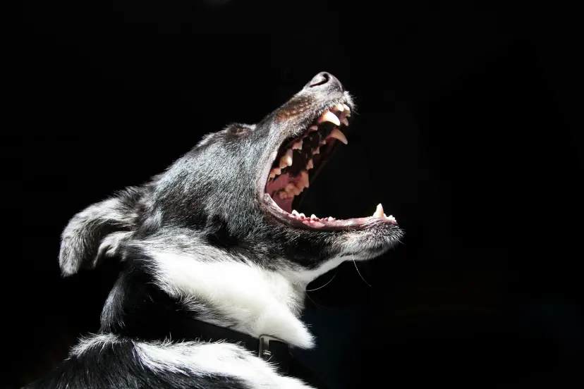 Dog Bark