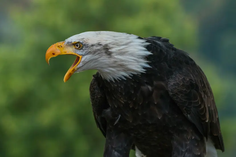 Eagle